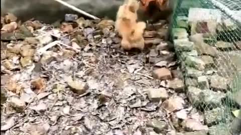 Chicken VS Dog Fight - Funny Dog Fight Videos