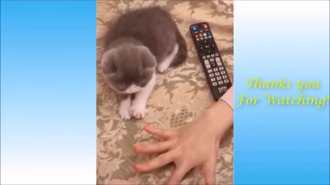 Cute Pets and Funny Animals 10