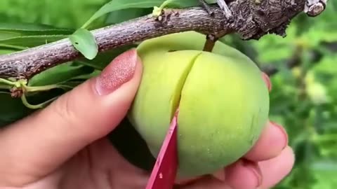 Amazing fruits cutting