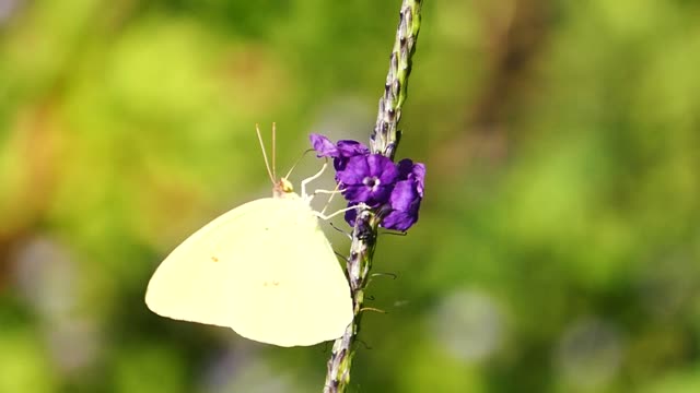 Lavender Butterfly Bees & More,