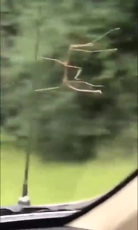 Stick bug hanging’ on for dear life.