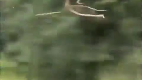 Stick bug hanging’ on for dear life.