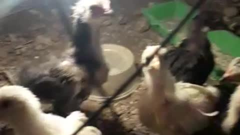 Hen chicks