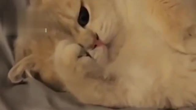 Cute cat in sweet sleep