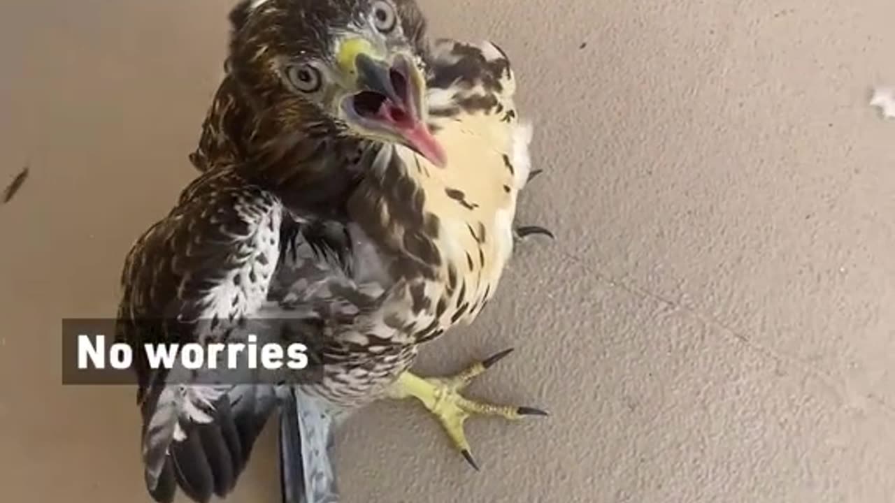 Woman saves a Hawk stuck in her screen door