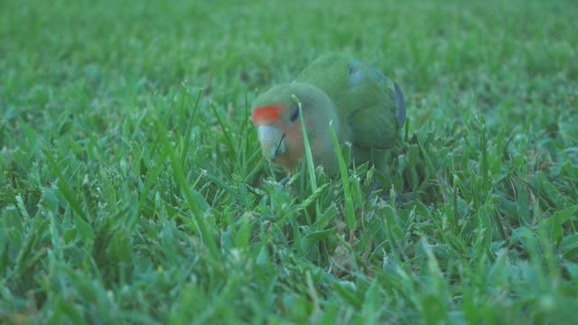 Close Up Shot of a Bird Eating