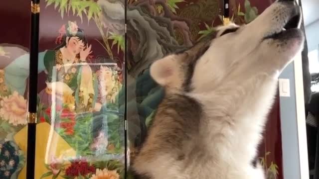 Siberian husky howling! very cute