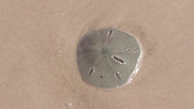 Live Sand Dollar