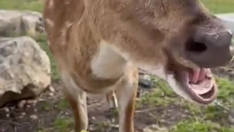 Rescued deer gets a tasty Easter treat