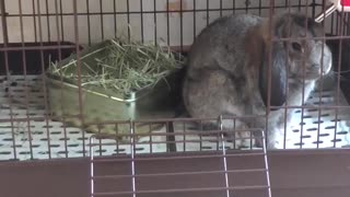 Holland Lop 1