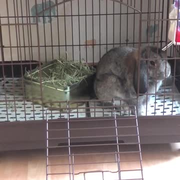 Holland Lop 1