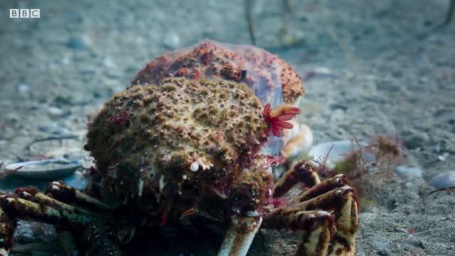 Stingray Ambushes Army Of Crabs | Blue Planet II | BBC Earth