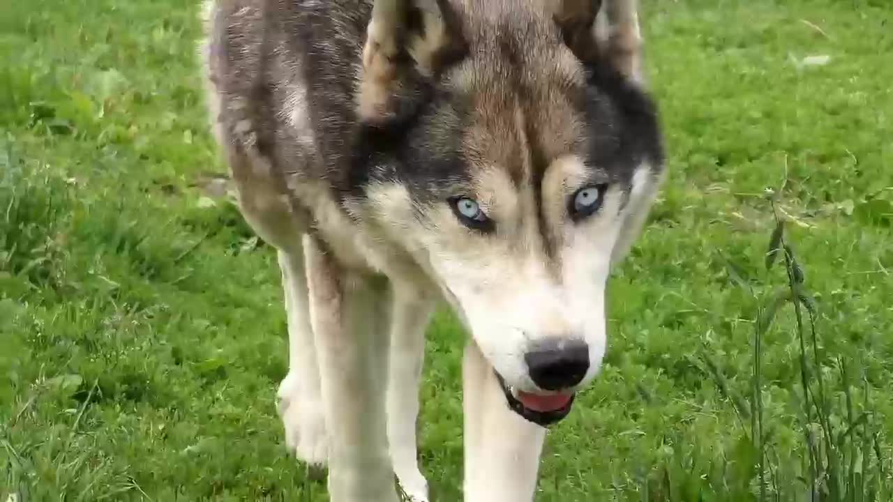 Husky Sled Dog