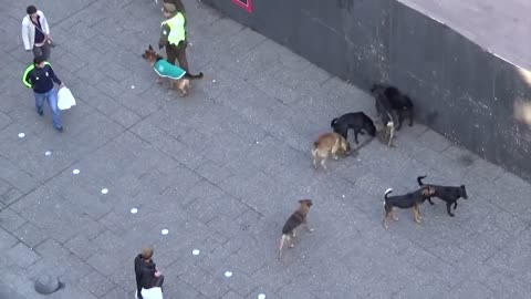 MUST SEE!! POLICE DOG ATTACKED BY PACK OF STRAY DOGS