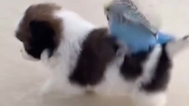 Funny Animals Videos