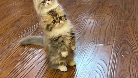 Cat fun