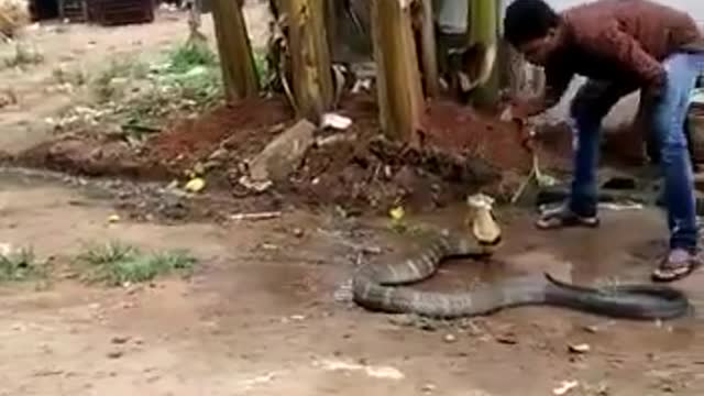 20-foot king cobra