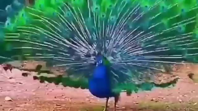 #short,Sweet peacock.🗻🗻🗻