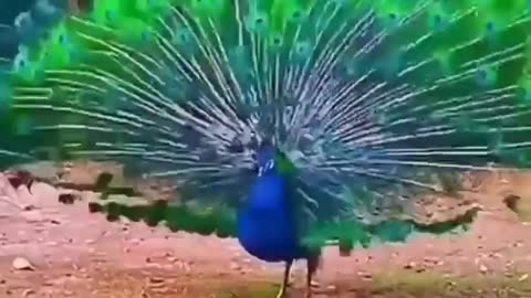 #short,Sweet peacock.🗻🗻🗻