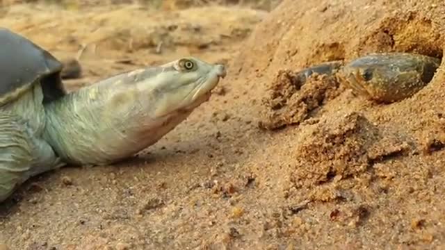 😱👀Huge Tortoise Hunting Fish on Land👀😱