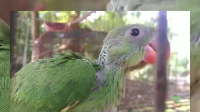 Growing indian parrot 🐦 ringneck babies