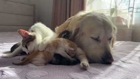 big dog take care cat kitten