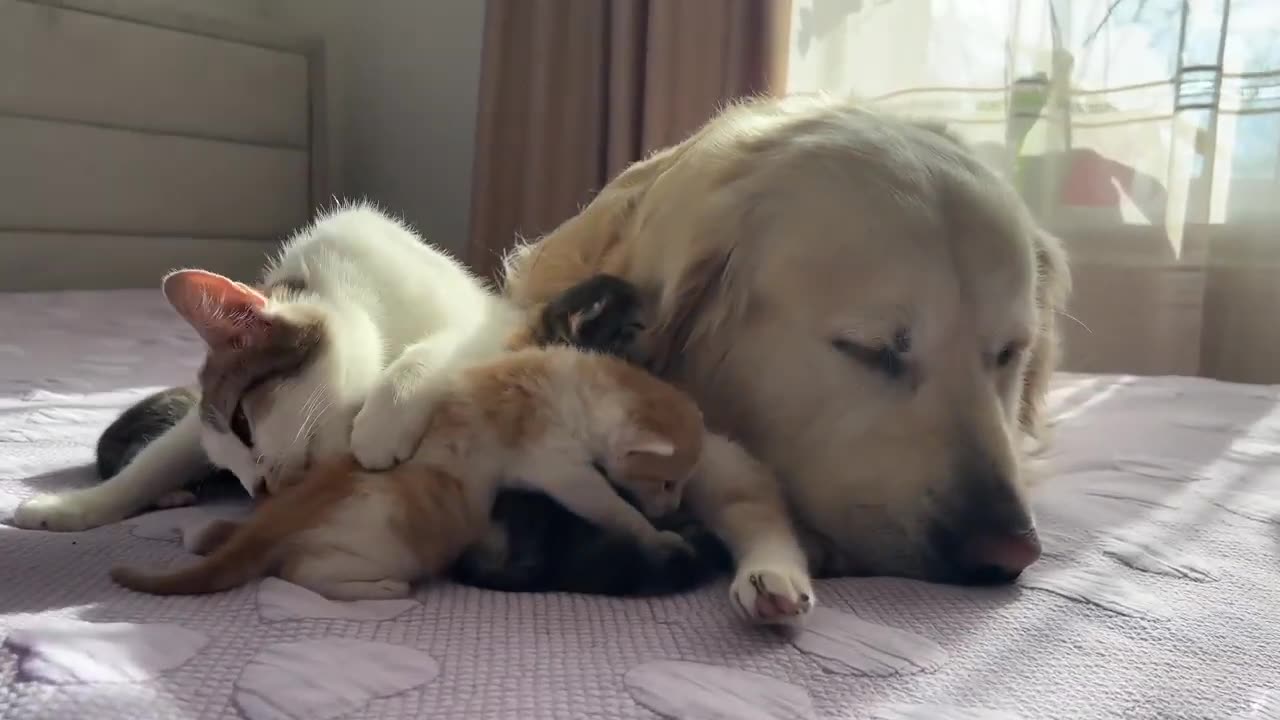 big dog take care cat kitten