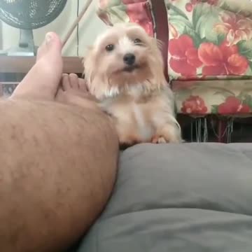 Little puppy relaxing next to his owner, very fun