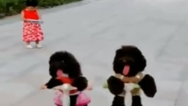 Cute dog / Cute puppy - #shorts #dog #puppy