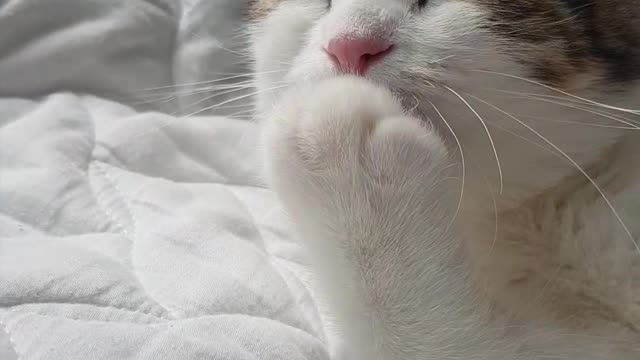 A baby cat grooming its claws.