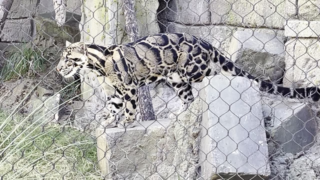 Clouded Leopard or Ocelot?