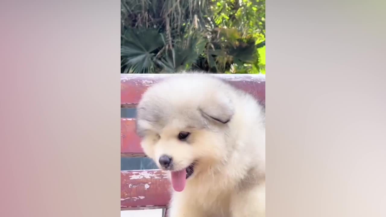 The dog wants to sleep
