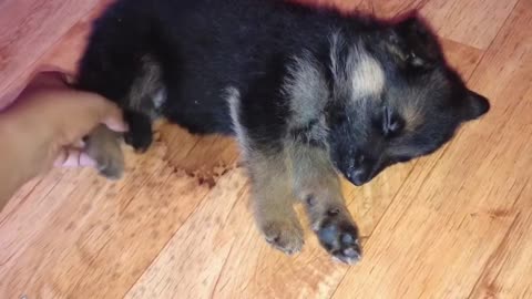 Sleeping Cute puppy | Did something amazing