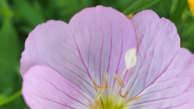 Pink flowers attract butterflies and bees