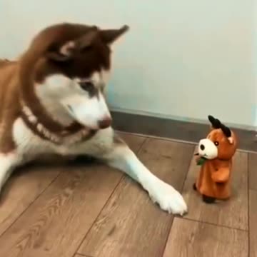husky talking to his favorite toy