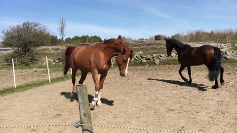 Beautiful arabian horse