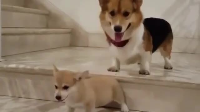 Funny Dog Videos 2021 It's time to LAUGH with Dog's life219