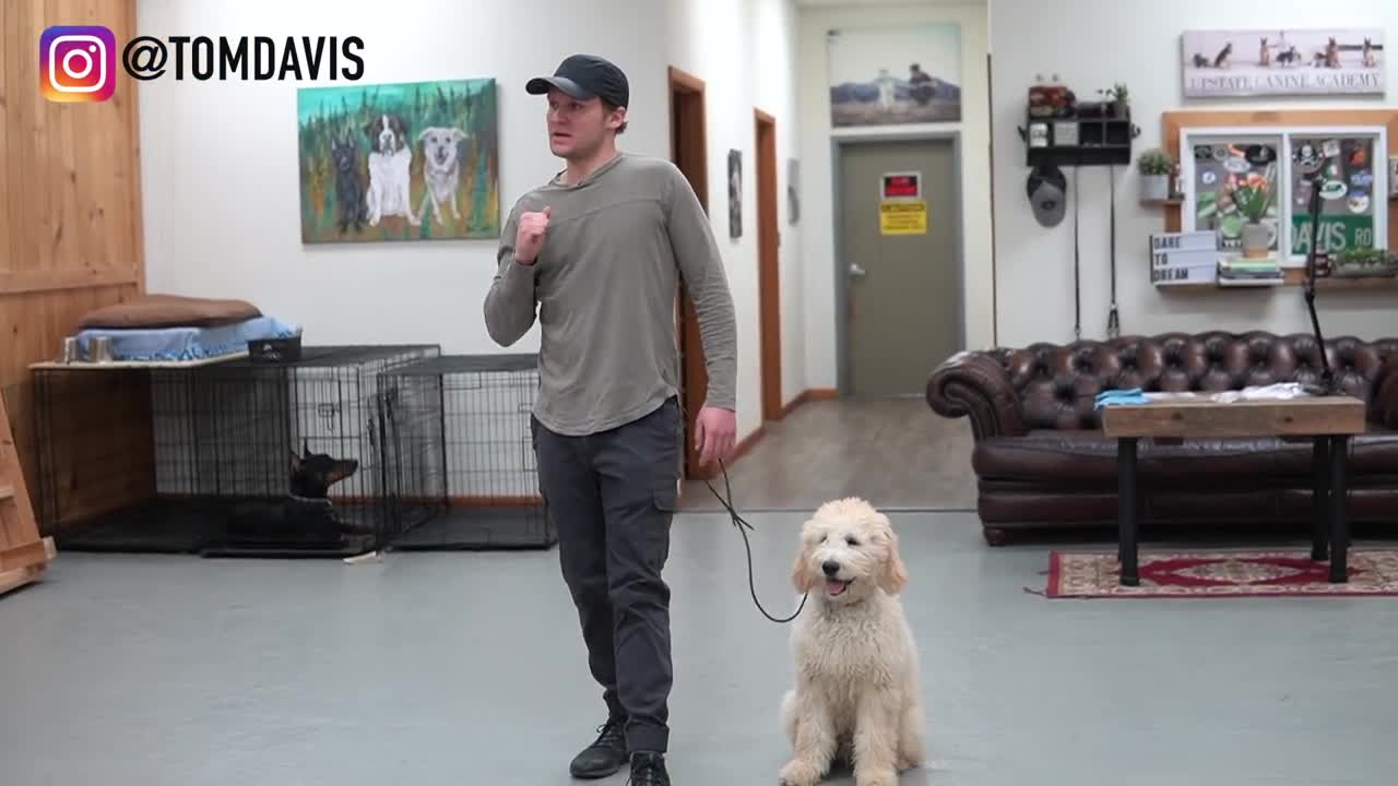 Teach ANY dog to walk nice on the leash | 5 MINUTE DOG TRAINING RESULTS!