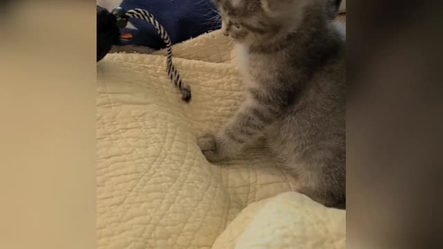 Kitty Learning To Focus