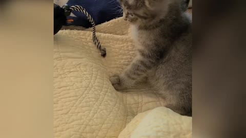 Kitty Learning To Focus