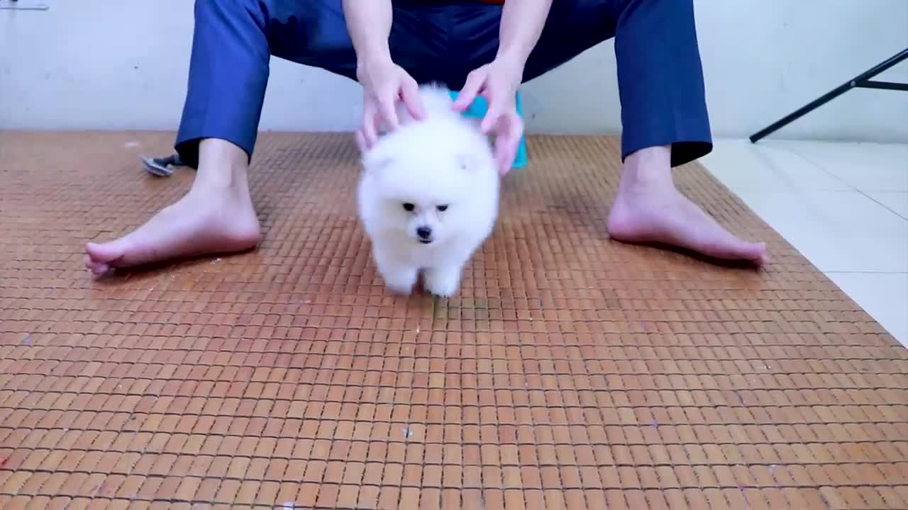 First Cute Pomeranian Puppy Bath _ Funny Dogs Puppies _ Min Puppy #6