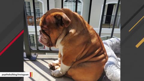 This Sad Dog Is All Of Us During Lockdown