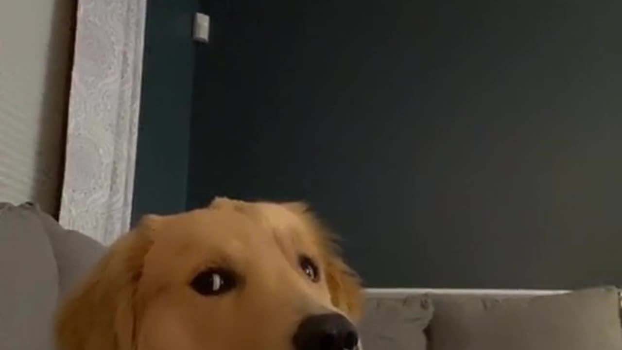 This is a video of my dog watching me eat a cheese stick