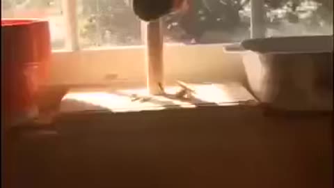 Omg Viral video Parrot )