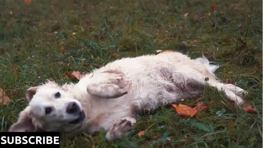 funny video - big happy dog lying on the wet grass in the autumn park
