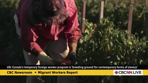 UN report links Canada's temporary foreign worker program to 'contemporary forms