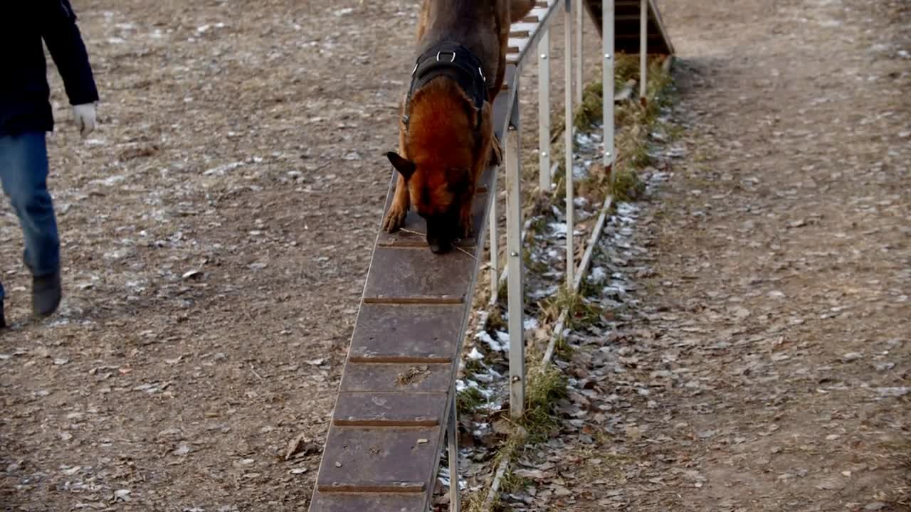 Special training ground for the dogs outdoors