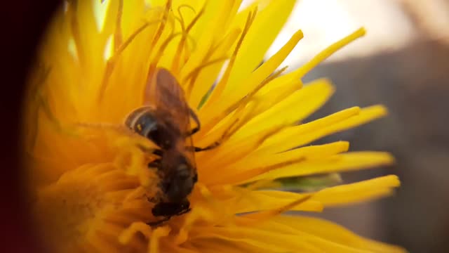 Super Close Up Video of a Bee on a Dandelion!