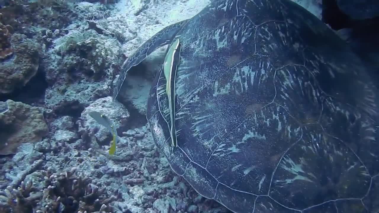 AMAZING GIANT SEA TURTLE