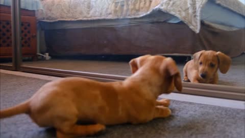 Cute Moment || Puppies || Enjoy 30 sec || TECHNO SHORTS || Cute_Dog